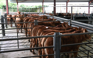  Sales round up: Record averages at Bishops Castle, Angus to 9,400gns online and store cattle to £3,350 at Darlington