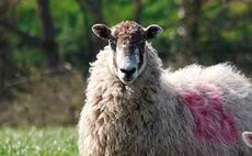 SHEEP SPECIAL: Value in a targeted approach to worm control