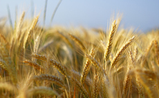 ECIU: British cereal crop production being 'wiped out' by extreme weather