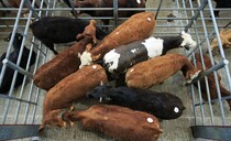 Good demand continues to drive beef trade