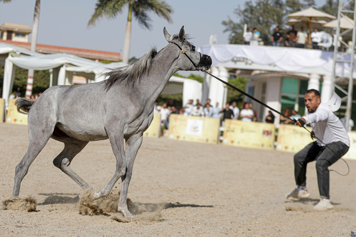 EGYPT-CAIRO-EGYPTIAN HORSE FESTIVAL