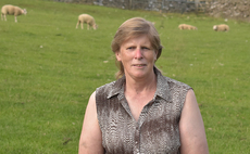Mule gimmer lamb judge announced for Borderway Agri Expo