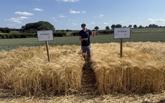 How a hybrid barley variety contains three-pronged BYDV resistance