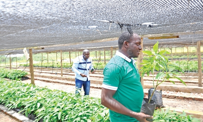 Avocado farmer to offer training at Harvest Money Expo Avocado farmer to offer training at Harvest Money Expo