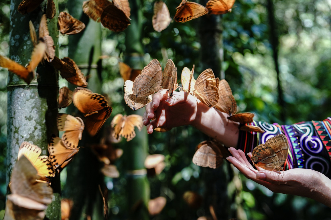 (EcoChina) CHINA-YUNNAN-JINPING-BUTTERFLY-BOOM (CN)