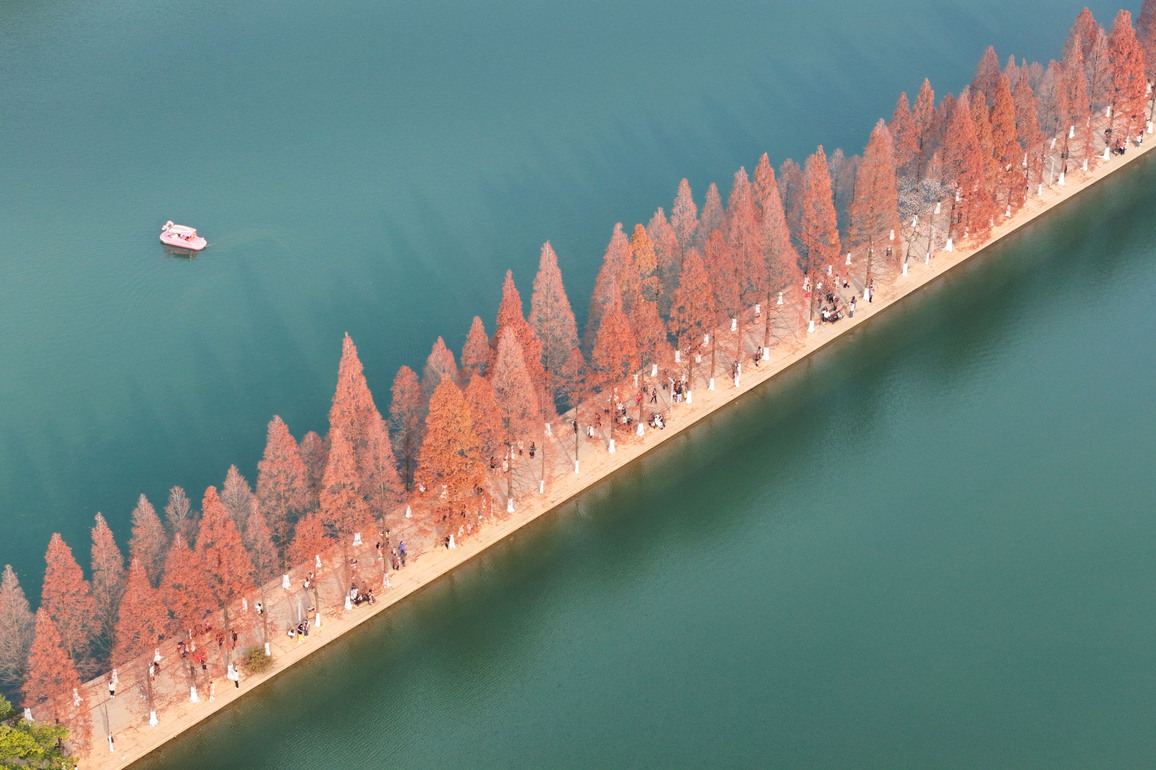 CHINA-HUNAN-CHANGSHA-METASEQUOIA-SCENERY (CN)