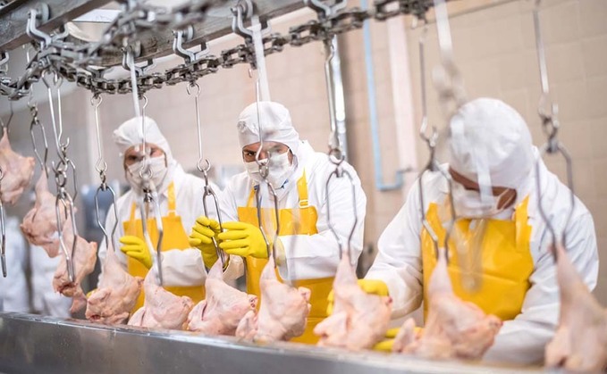 'Silent cull' taking place on UK poultry farms amid labour crisis