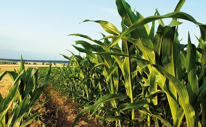 Targeted N management key to fulfilling crop potential