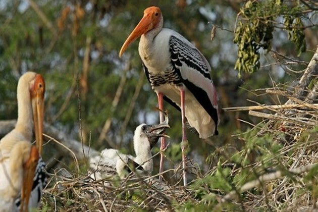Climate change can be taught to migrating birds: Research