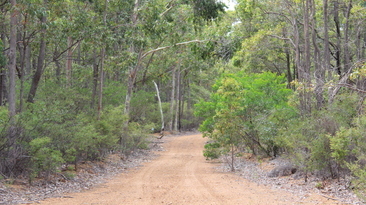 Deep in the Northern Jarrah Forest with Alcoa.