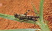 DAFWA: Remember to check paddocks for locusts!