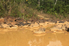 A polluted river in a mostly deforested part of the rainforest because of gold mining, Ghana. Photo: Panga Media / Shutterstock