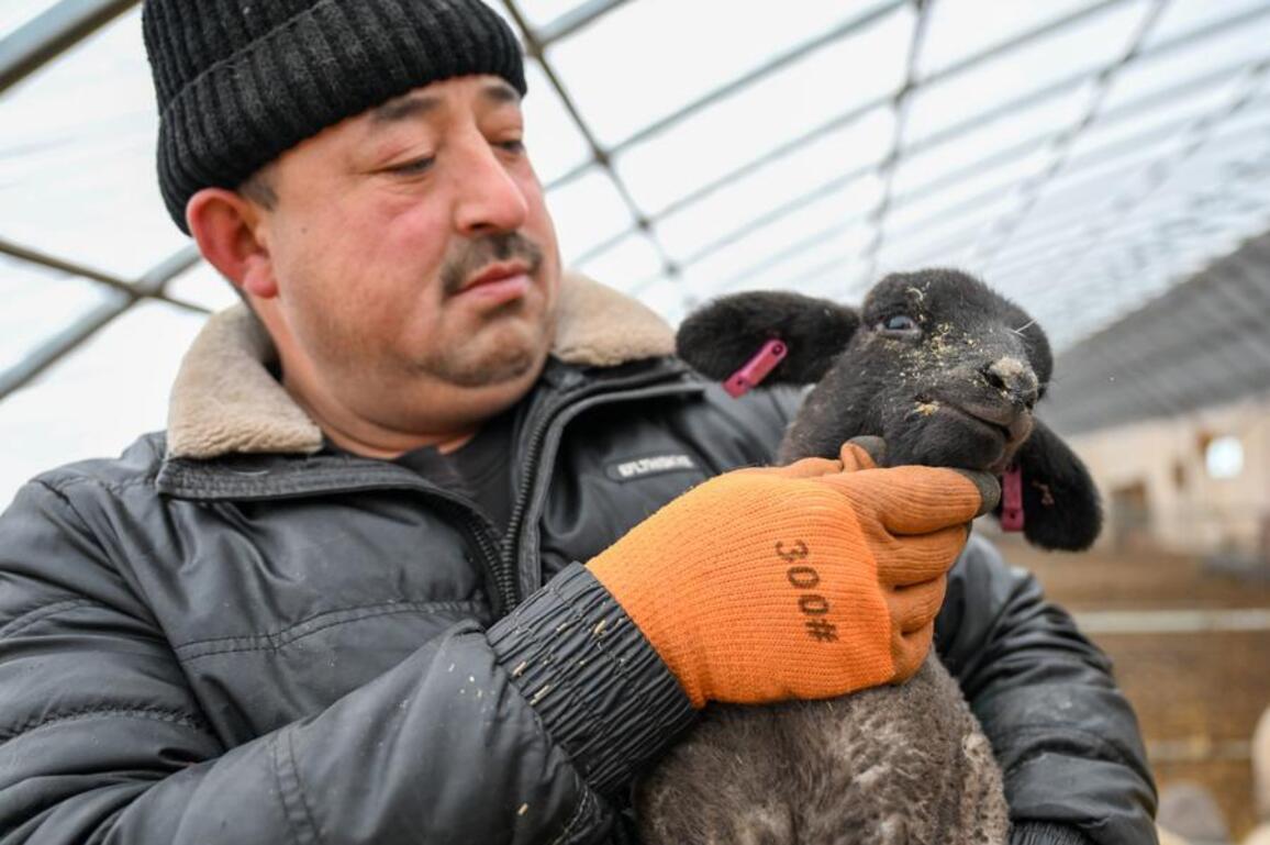 Economy&Life | NW China's Xinjiang welcomes the lambing season