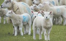14 lambs killed by 'joyriders' in Surrey