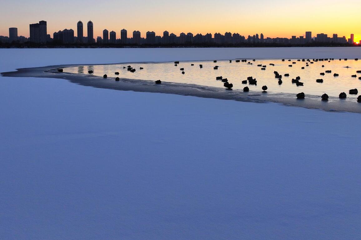 #CHINA-HEILONGJIANG-HARBIN-MALLARDS (CN)