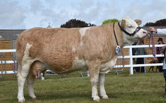 Simmental claims beef supreme championship at Suffolk Show