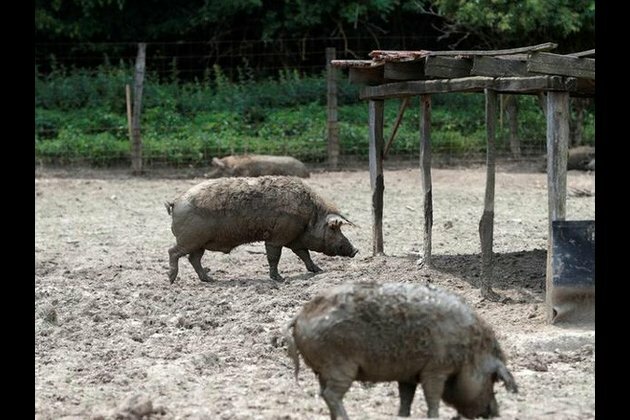S Korea completes quarantine against African swine fever near DMZ