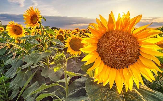 Sunflower seed could cap oilseed rape prices