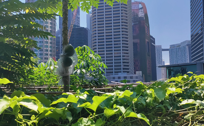 Urban farming in Singapore