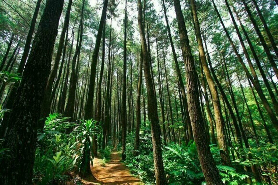 Hutan wakaf: Warisan hijau untuk masa depan kelestarian alam dan pemberdayaan masyarakat