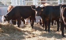 Making yard weaning simple and profitable