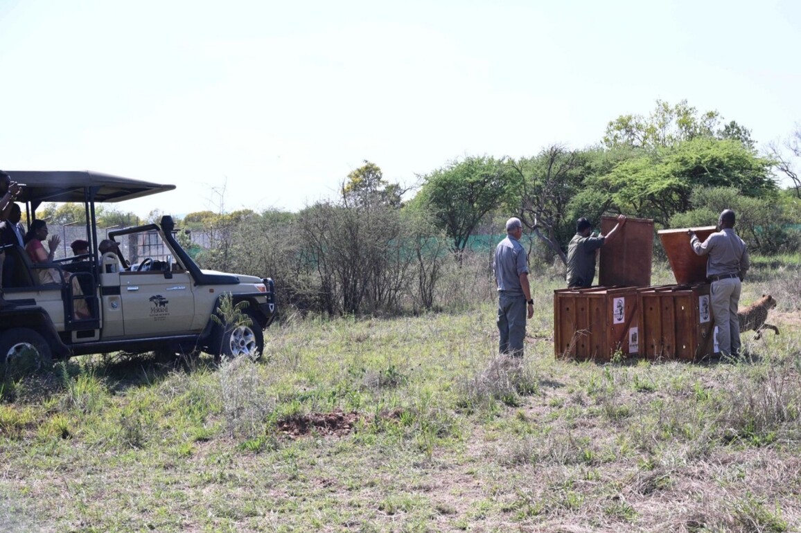 Botswana hands over eight cheetahs to India during President Murmu's historic visit