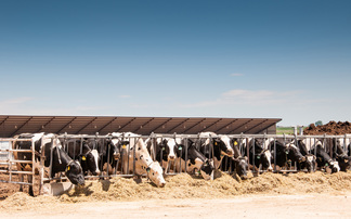 US Government working 'swiftly and diligently' to halt avian flu as disease hits 67 dairy herds