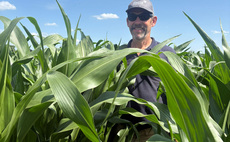 Triple-use maize variety could be one to watch