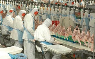 Sentences for men after £300,000 chicken fraud in North Wales