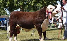 Hereford reigns supreme in beef rings at Royal Norfolk Show