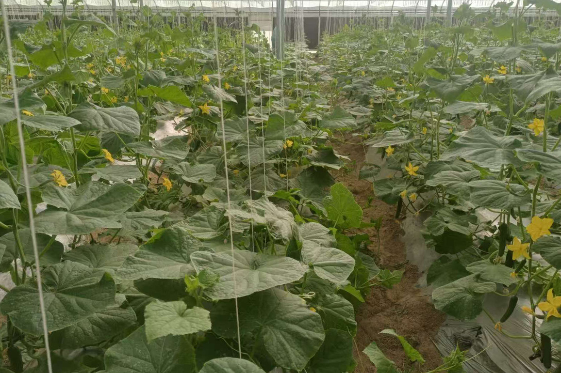UAE-AL AIN-CHINA-AGRICULTURE COOPERATION