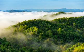 COP29: UK unveils £239m forest protection funding boost