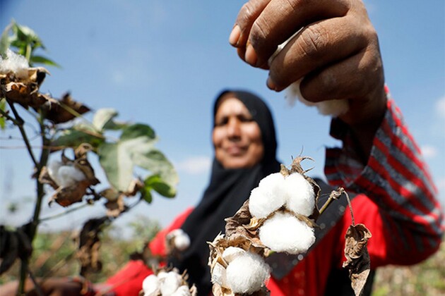 Pakistan's cotton industry crumbles amid government apathy, crushing economic pressures