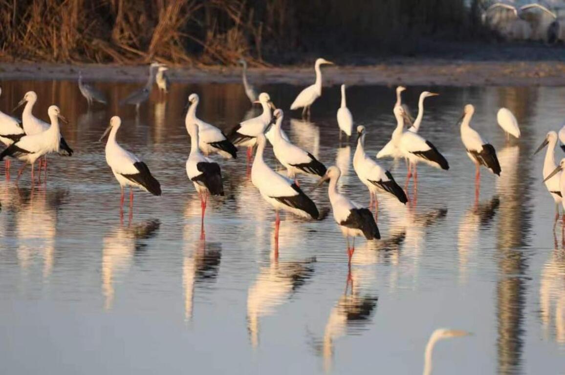 Wetland restoration boosts local livelihoods in northern China