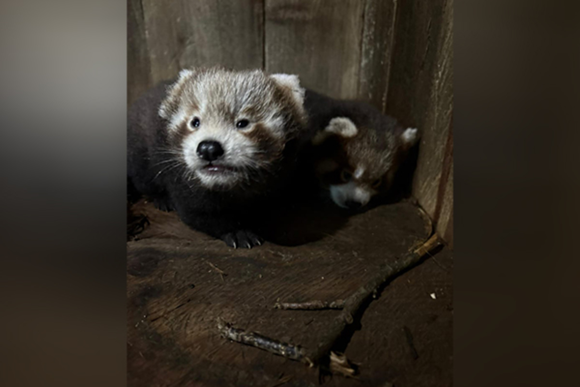 Sikkim: Red panda cubs born at Himalayan Zoological Park after seven-year gap