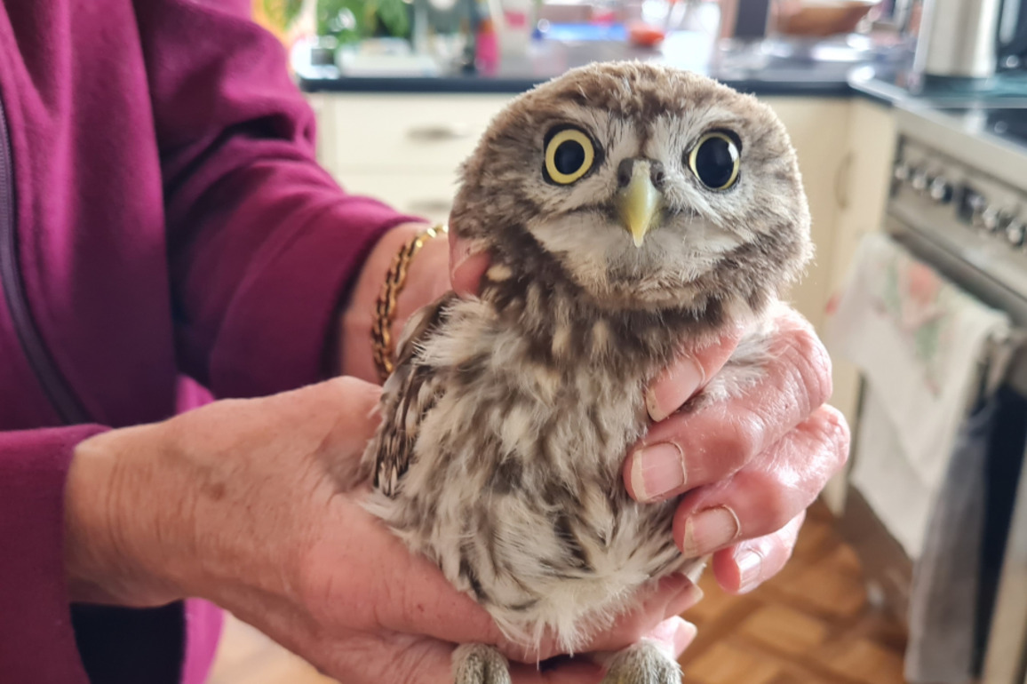 Southland retiree takes injured night birds under her wing