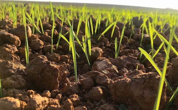 Top tips for reducing stress in spring barley