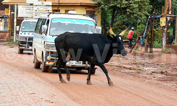 Hold it! Cow crossing . . . Hold it! Cow crossing . . .