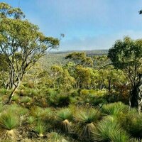 Invisible losses: thousands of plant species are missing from places they could thrive -and humans are the reason