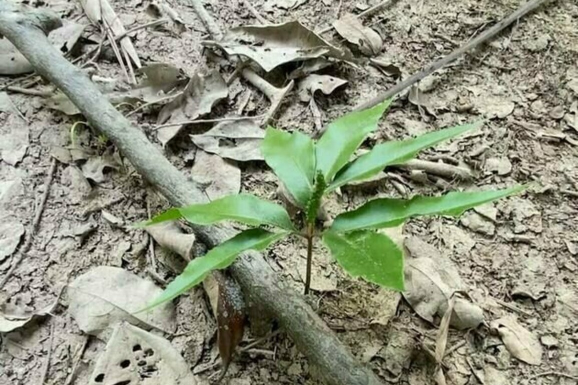 Penyedap rasa dari daun: Warisan Dayak Kalimantan Tengah yang terkikis modernitas