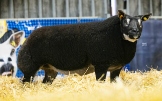 Badger Face Texels top at £6,700 in online sale of pedigree sheep from the Woodies flock