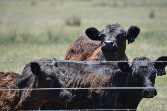 The beef cattle market recovered in 2024, with Rural Bank predicting a positive outlook for the year ahead.