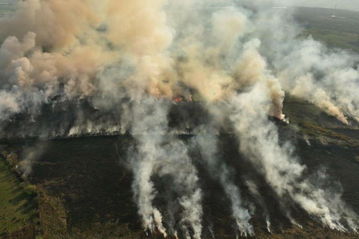 Livestock grazing can prevent wildfires, says farming group