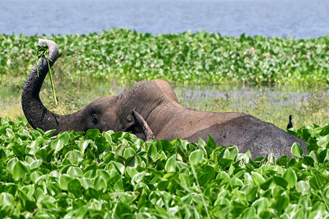 Elephant Madhuri relocated to Gujarat facility run by Vantara from Kolhapur