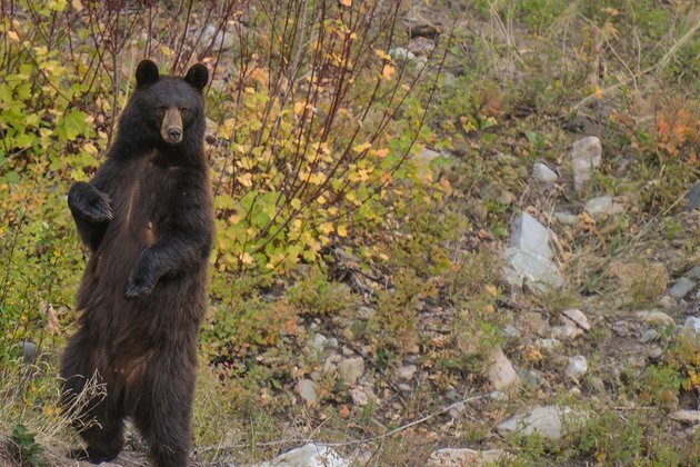 Man fights off bear in second Florida attack