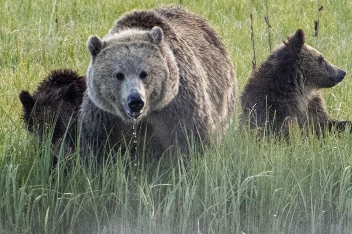 California grizzly bear, gone for 100 years, could thrive if brought back