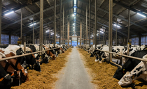 Matching cows to infrastructure: How a German dairy farmer has beaten volatile milk prices
