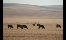  MLA is predicting the cattle herd will be 28.6 million head by mid-year. Photo: Mark Saunders.