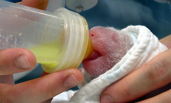 Baby panda 350x210