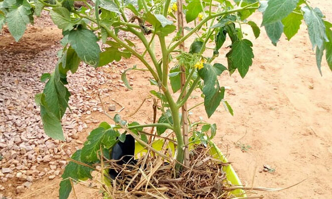 Bucket farming, a solution to limited space Bucket farming, a solution to limited space